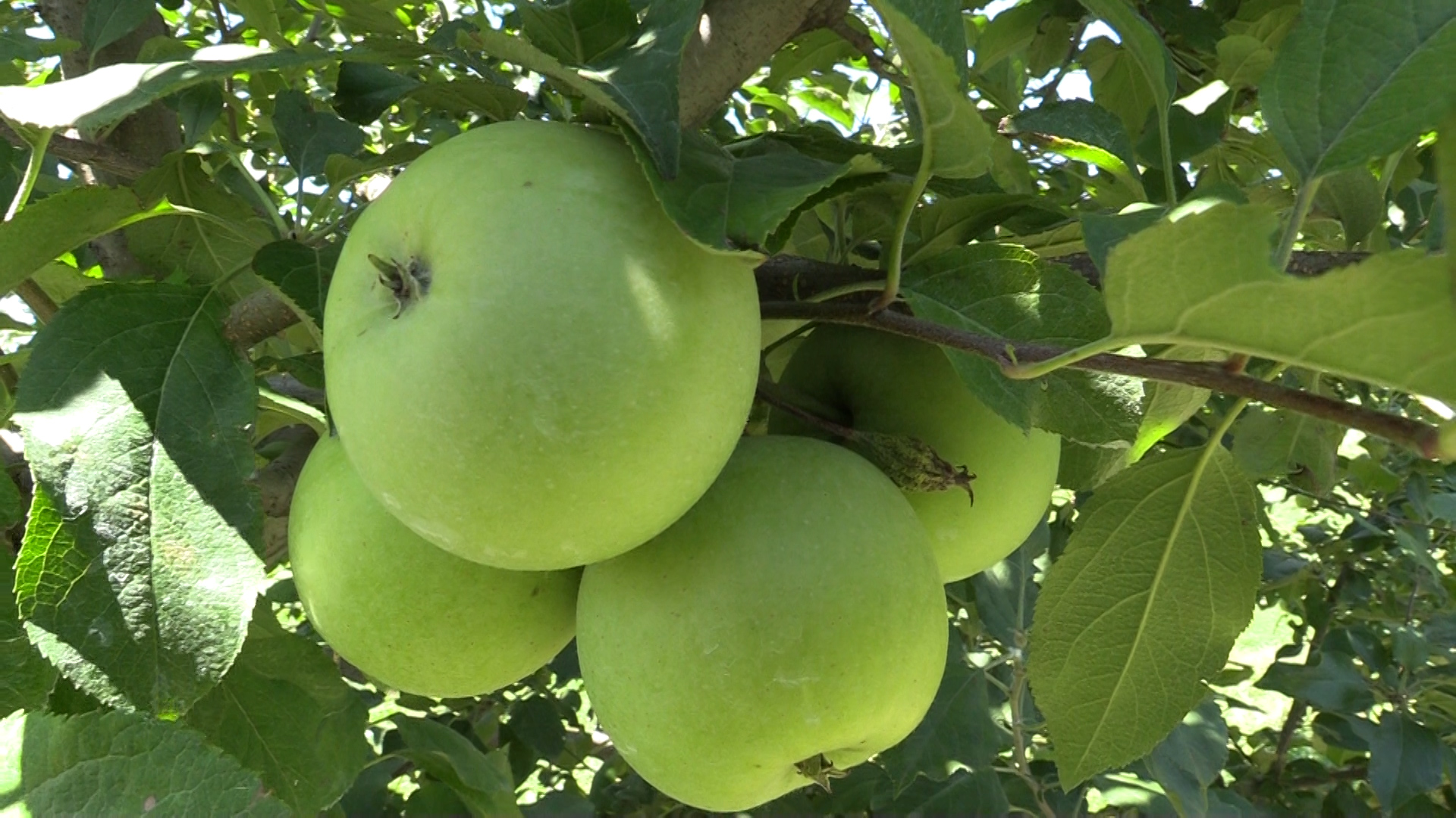 Prime Time For Apple Picking in Downstate Illinois